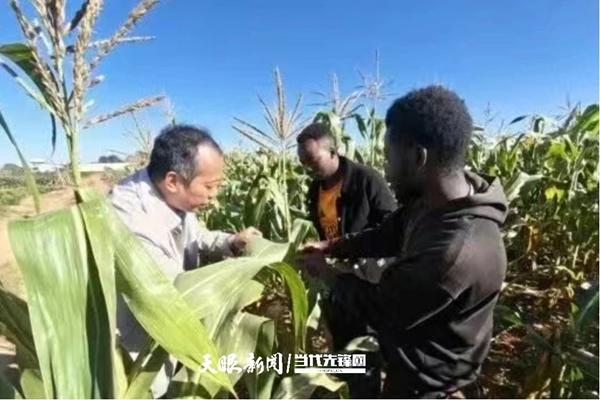 深耕“一带一路”农技合作 贵大科研团队赴赞比亚开展虫害绿色防控合作