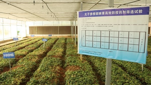 “黔韵她声·一线回响”走进施秉:苗绣、药材与菌菇,三条产业线上的巾帼接力