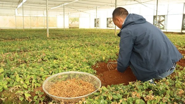 “黔韵她声·一线回响”走进施秉:苗绣、药材与菌菇,三条产业线上的巾帼接力
