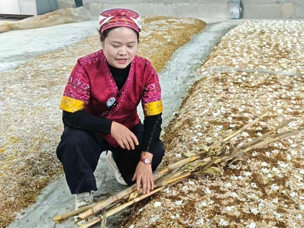 “黔韵她声·一线回响”走进施秉:苗绣、药材与菌菇,三条产业线上的巾帼接力